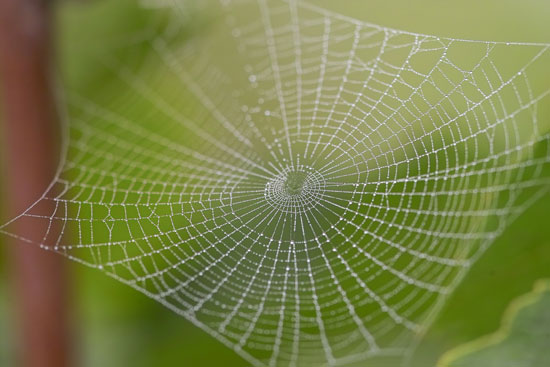 spider-web-macro-photography
